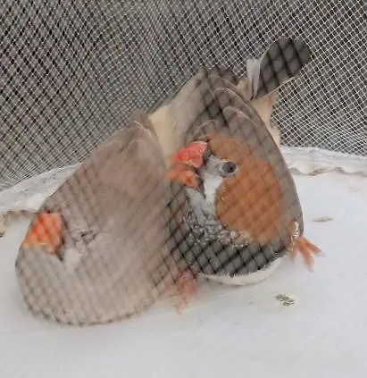 Orange  Male and English line female Breeding Pair and Patty — photo 2