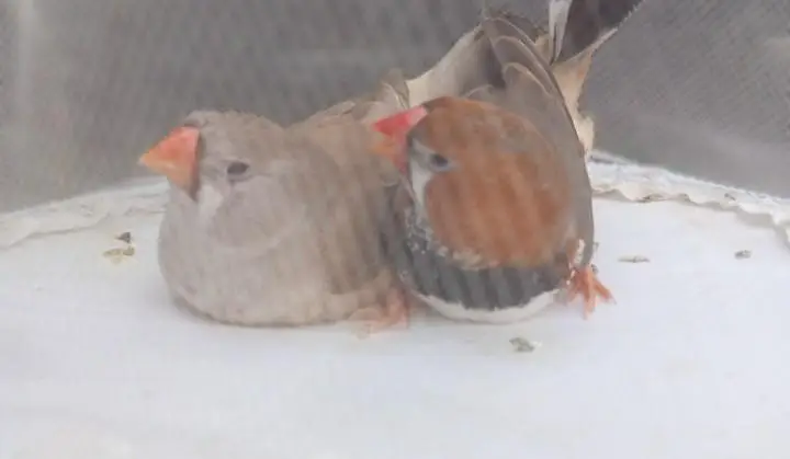 Orange  Male and English line female Breeding Pair and Patty — photo 3