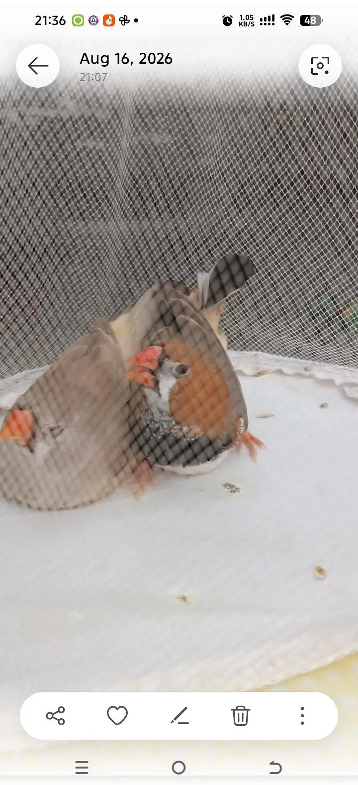 Orange  Male and English line female Breeding Pair and Patty — photo 4