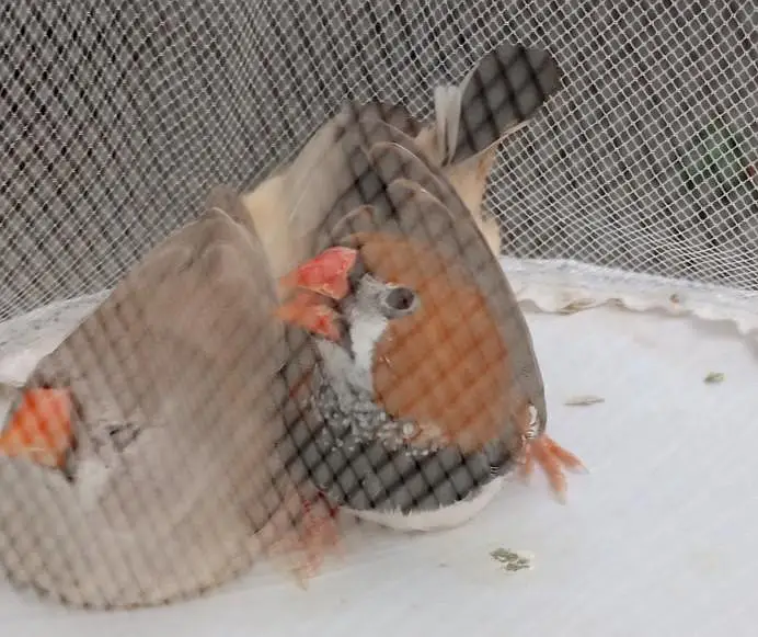Orange  Male and English line female Breeding Pair and Patty — photo 5