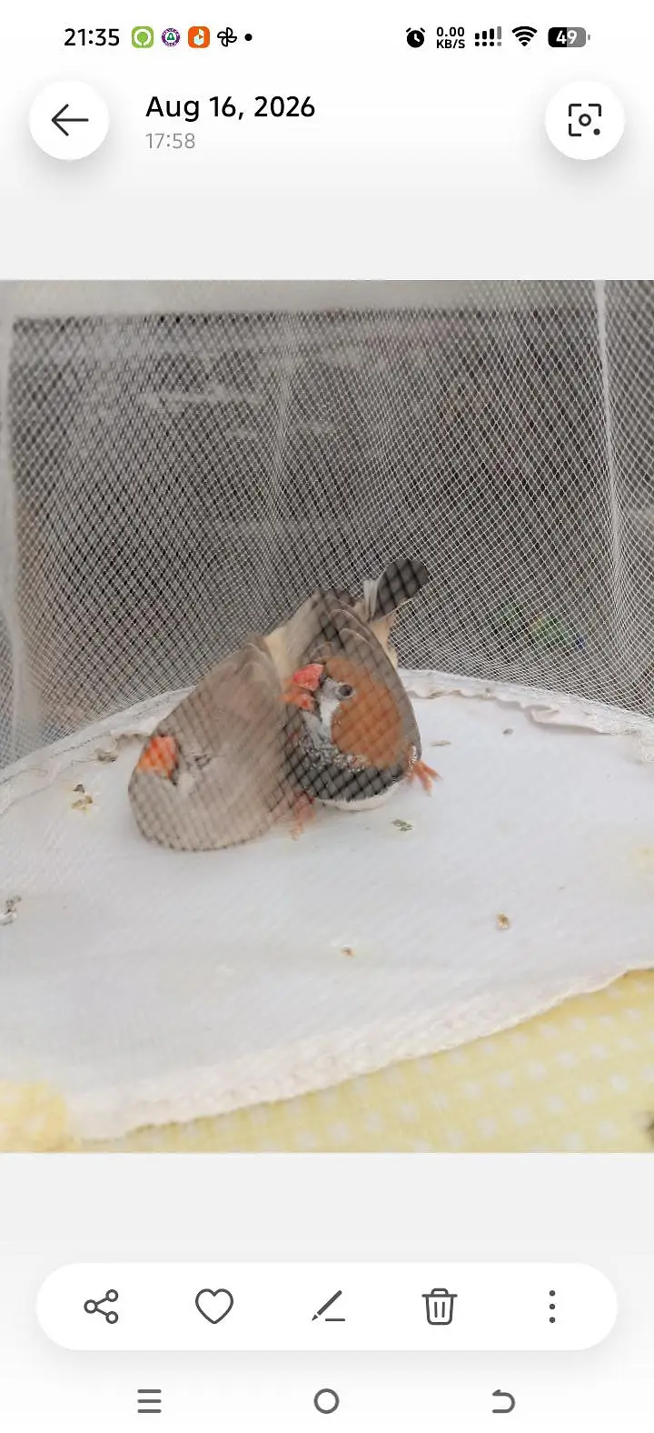 Orange  Male and English line female Breeding Pair and Patty — photo 6