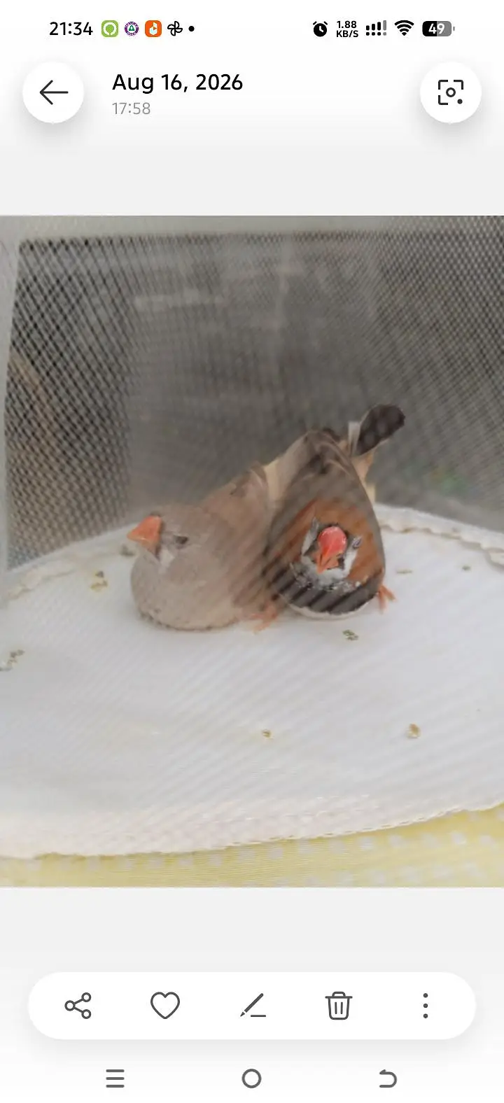 Orange  Male and English line female Breeding Pair and Patty — photo 7