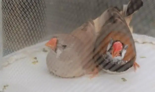 Orange  Male and English line female Breeding Pair and Patty — photo 8