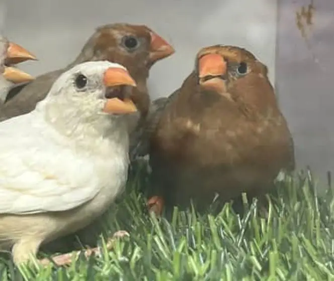 Orange  Male and English line female Breeding Pair and Patty — photo 9