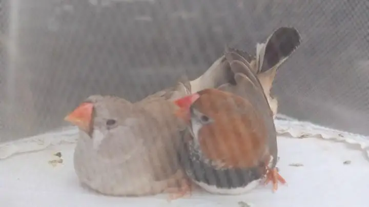 Orange  Male and English line female Breeding Pair and Patty — photo 10