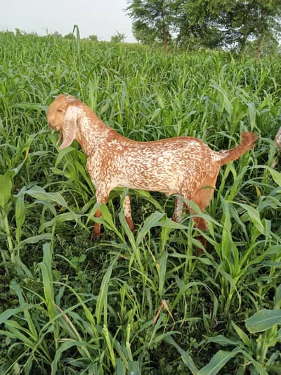 Makkhi Chena Bakra For Sale / 03233005367 /