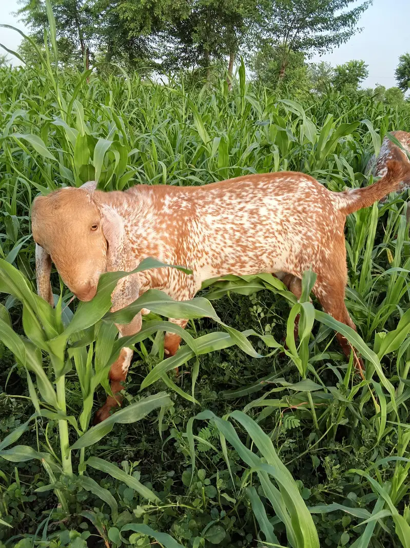 Makkhi Chena Bakra For Sale / 03233005367 / — photo 2