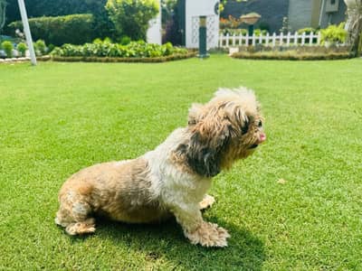 Shihtzu  female dog pedigree friendly healthy and very active