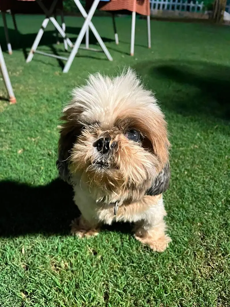 Shihtzu  female dog pedigree friendly healthy and very active — photo 2