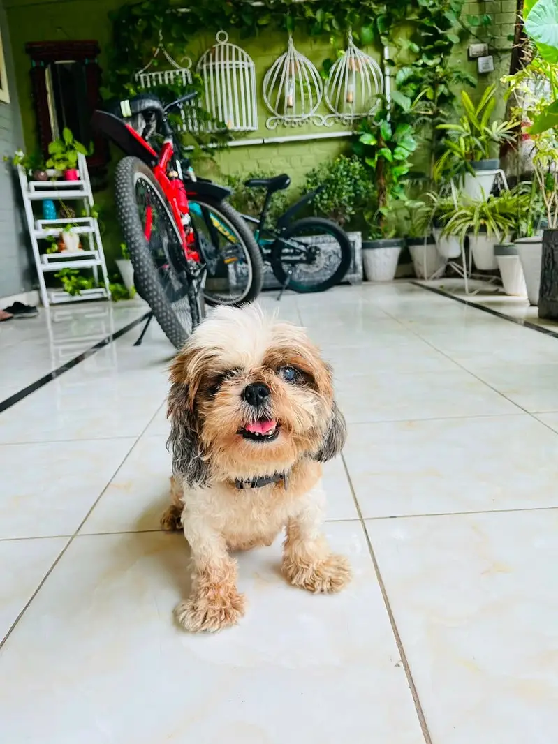 Shihtzu  female dog pedigree friendly healthy and very active — photo 3
