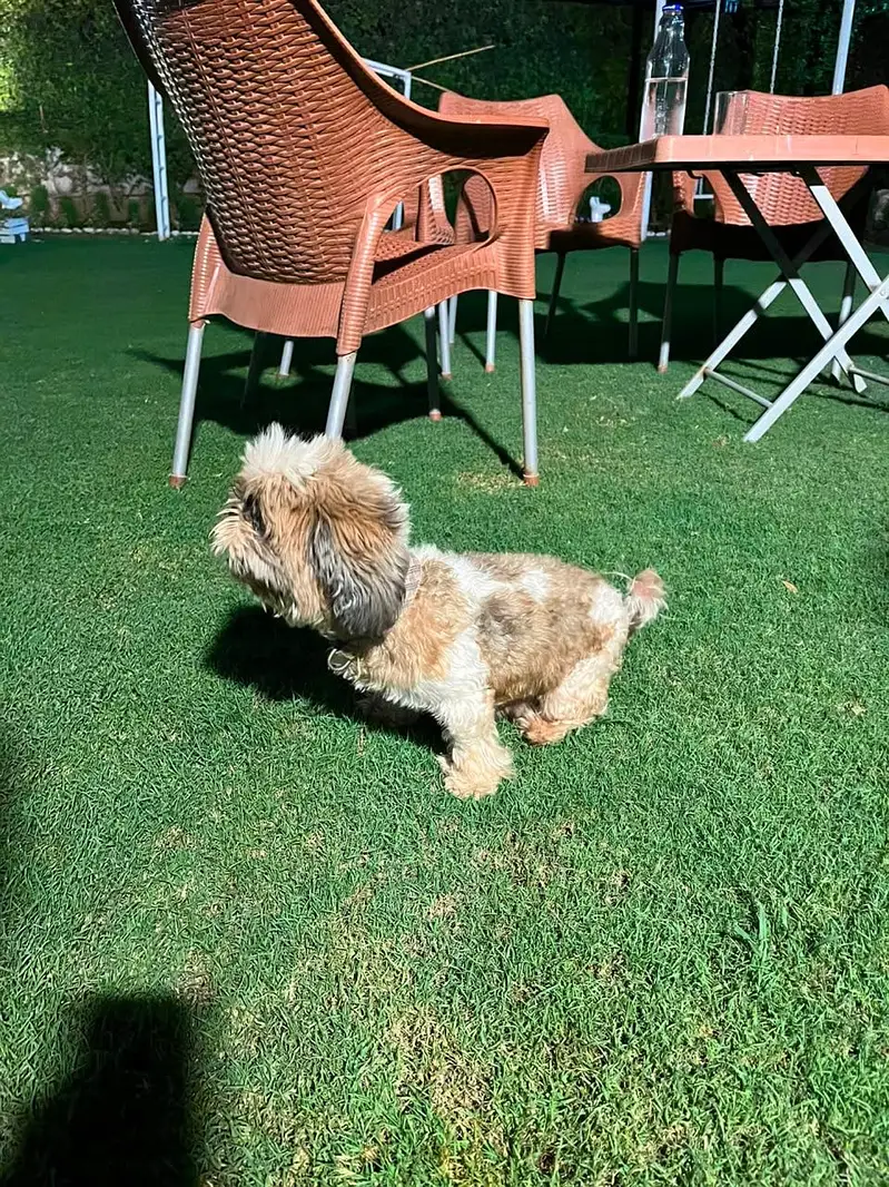 Shihtzu  female dog pedigree friendly healthy and very active — photo 4