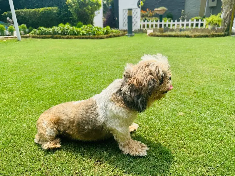 Shihtzu  female dog pedigree friendly healthy and very active — photo 5