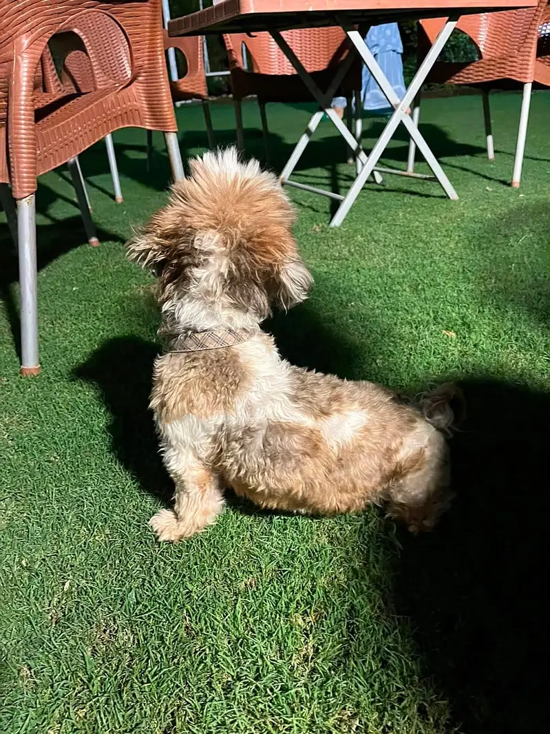 Shihtzu  female dog pedigree friendly healthy and very active — photo 6
