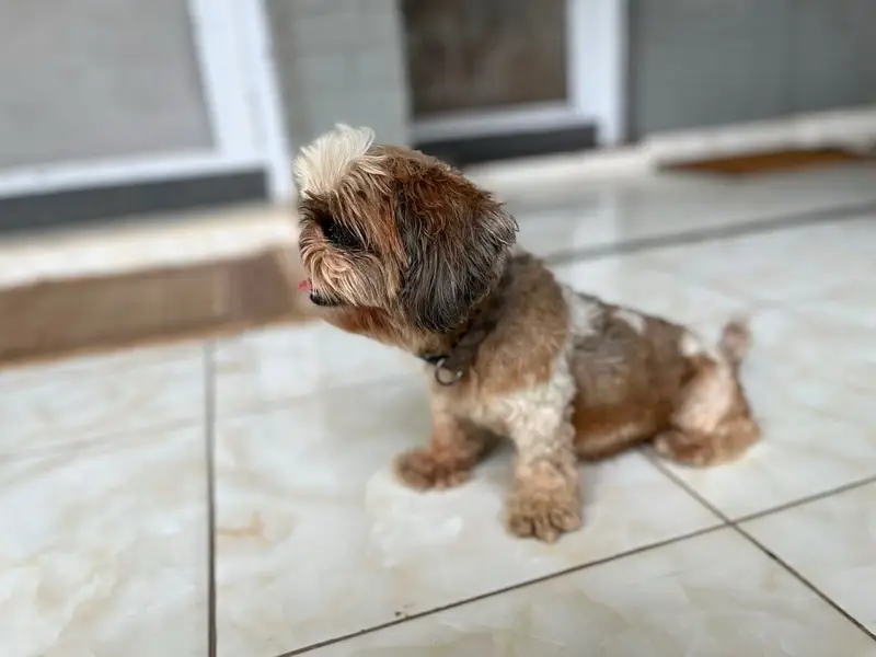 Shihtzu  female dog pedigree friendly healthy and very active — photo 7