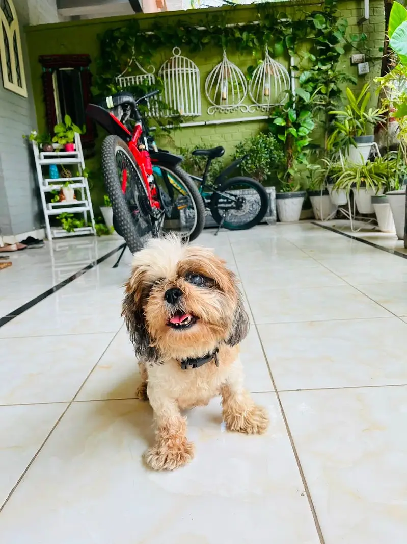 Shihtzu  female dog pedigree friendly healthy and very active — photo 8