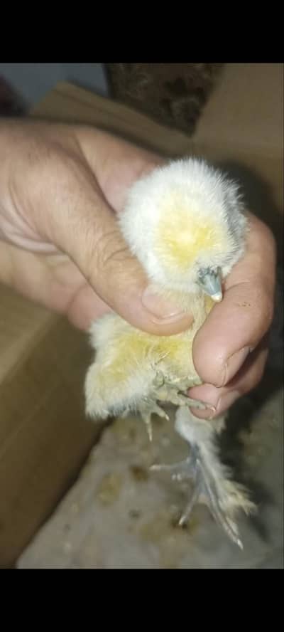 Silky , Silkie Fertile Eggs