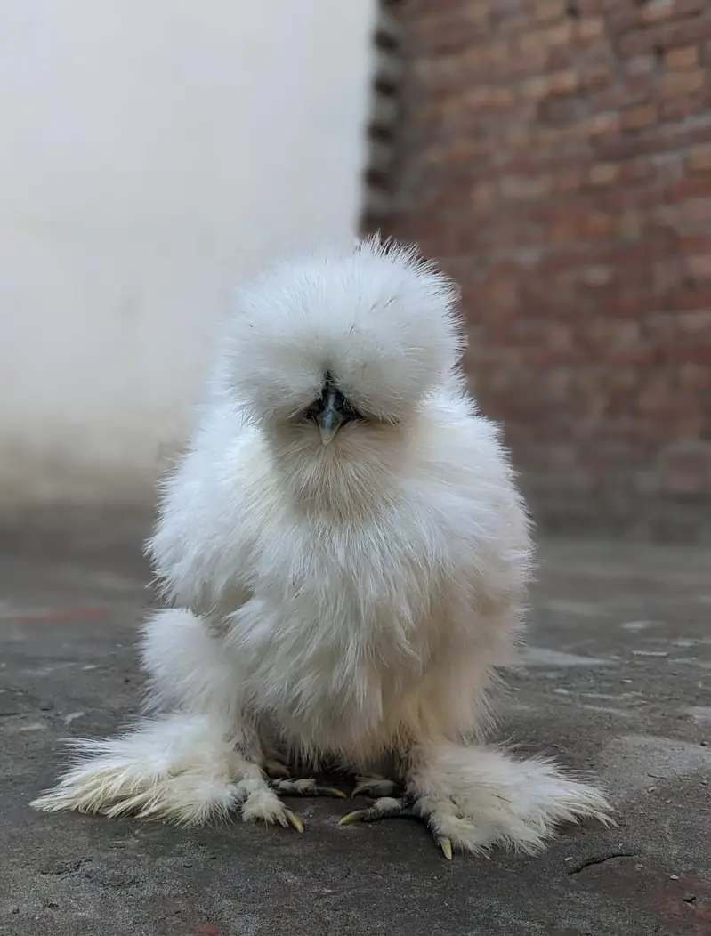 Silky , Silkie Fertile Eggs — photo 3