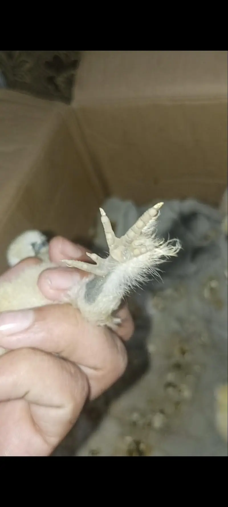 Silky , Silkie Fertile Eggs — photo 4