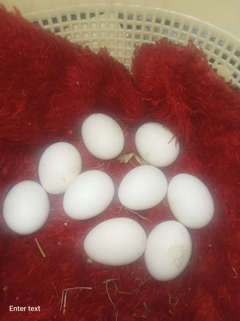 Silky , Silkie Fertile Eggs — photo 7