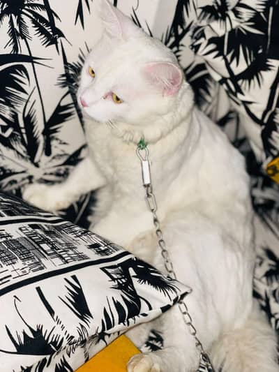 Persian cat