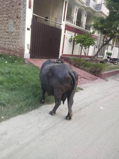 healthy beautiful jhoti 2nd sua dhud 4 kg