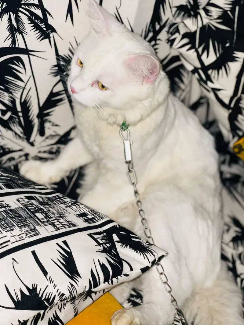 Persian cat — photo 2