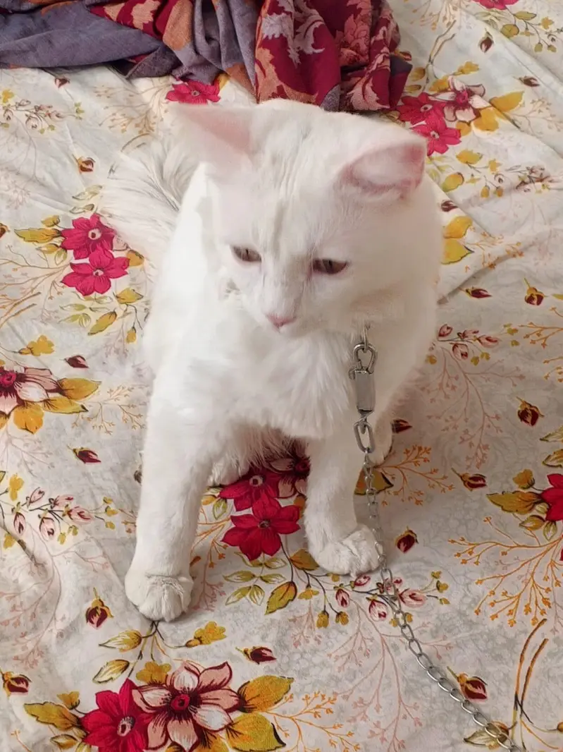 Persian cat — photo 3