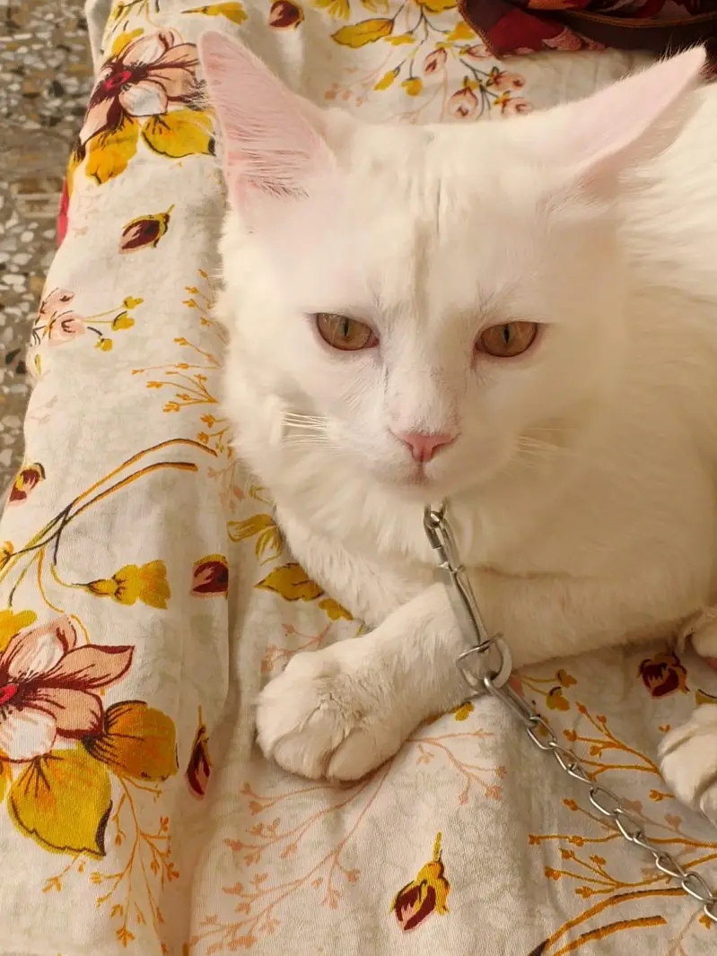 Persian cat — photo 4