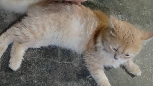 Cute brown  colour cat  just like a baby boy