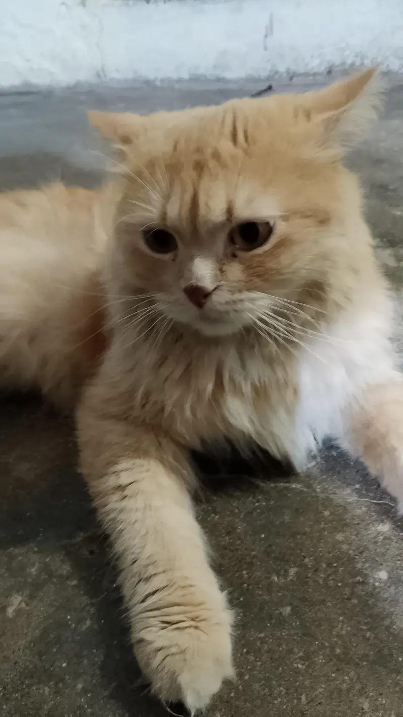Cute brown  colour cat  just like a baby boy — photo 2