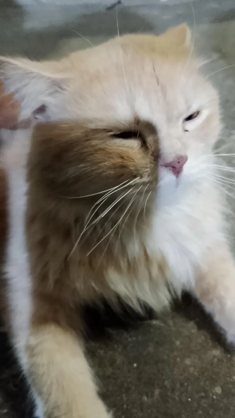 Cute brown  colour cat  just like a baby boy — photo 3