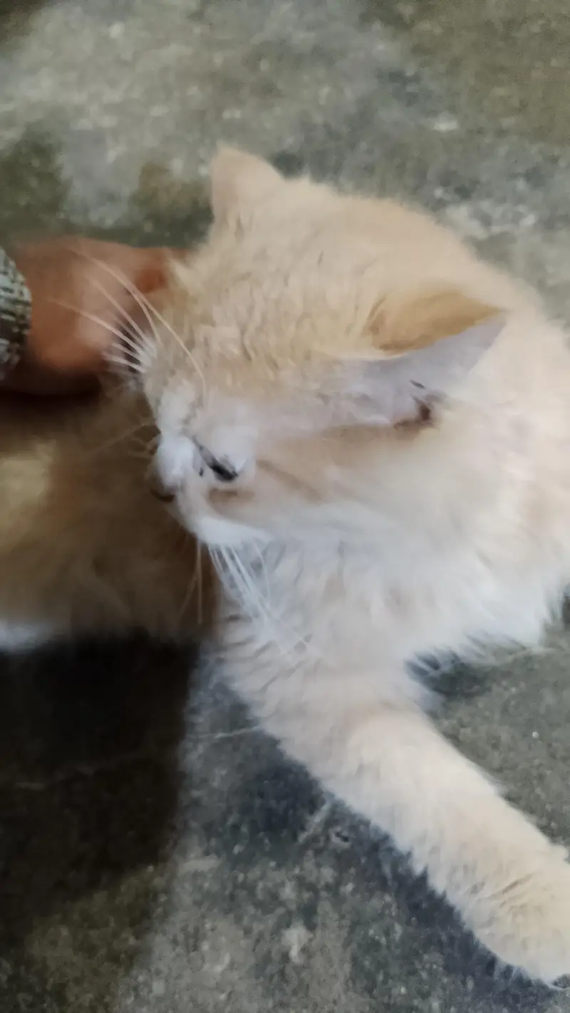 Cute brown  colour cat  just like a baby boy — photo 4