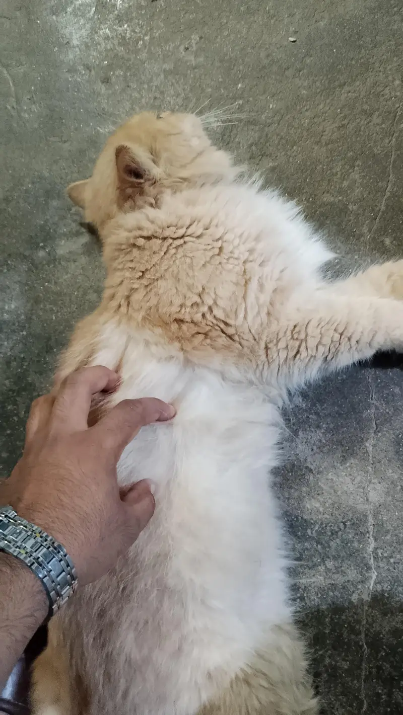 Cute brown  colour cat  just like a baby boy — photo 5