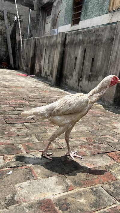 Aseel heera breed
