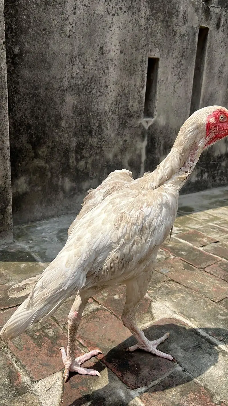 Aseel heera breed — photo 4