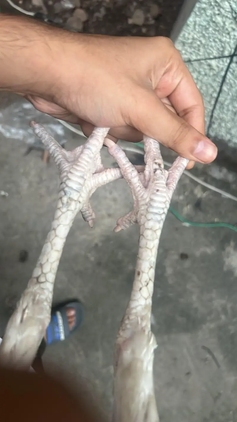 Aseel heera breed — photo 6