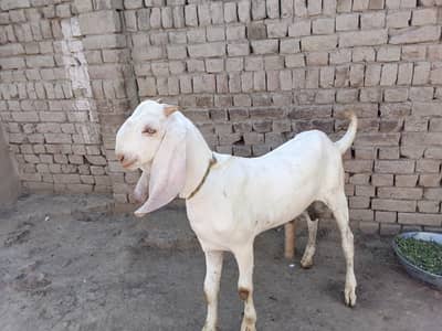 Desi Bakra For Sale My Call _03233005367