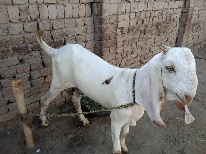 Desi Bakra For Sale My Call _03233005367 — photo 2