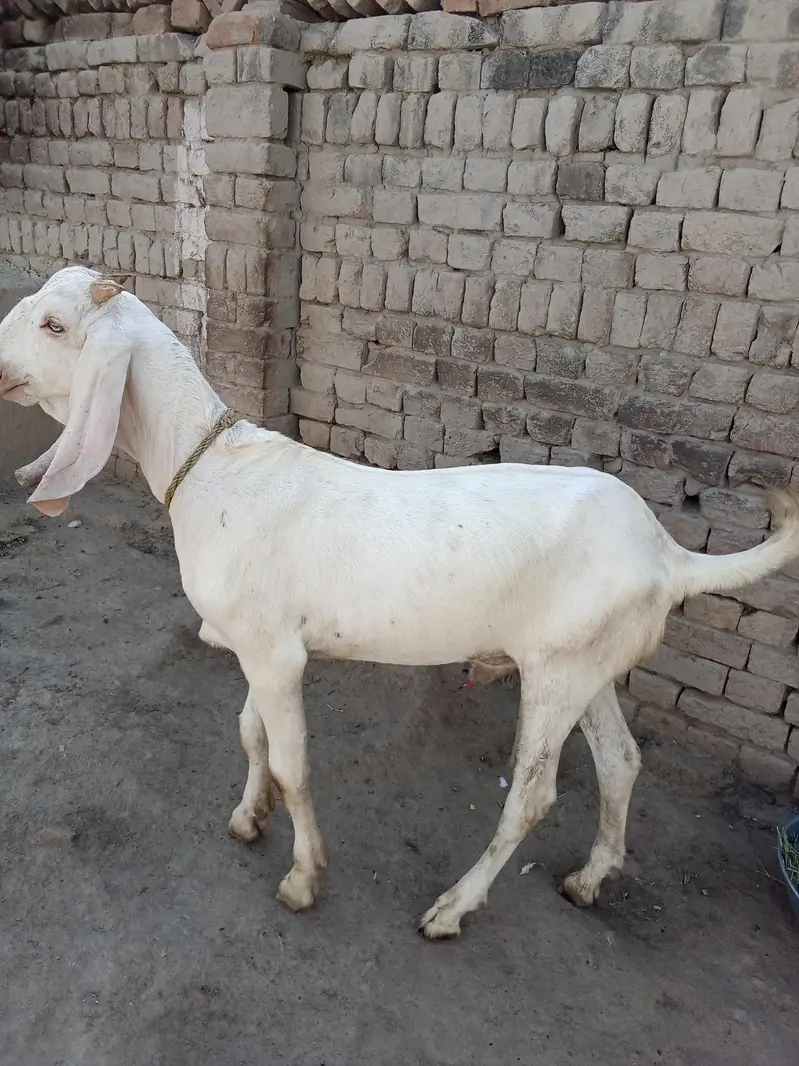 Desi Bakra For Sale My Call _03233005367 — photo 3