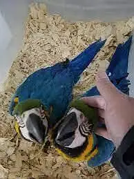 blue and gold macaw chicks for sale 0329/2338/351 — photo 2