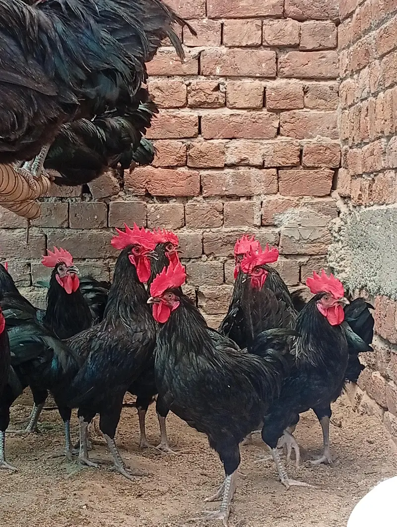 pure quqlity austrlioop male for sale — photo 4