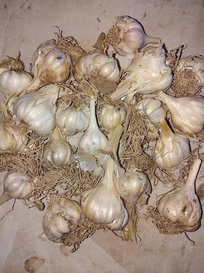 60  Mann desi lasan for sale_ sialkot