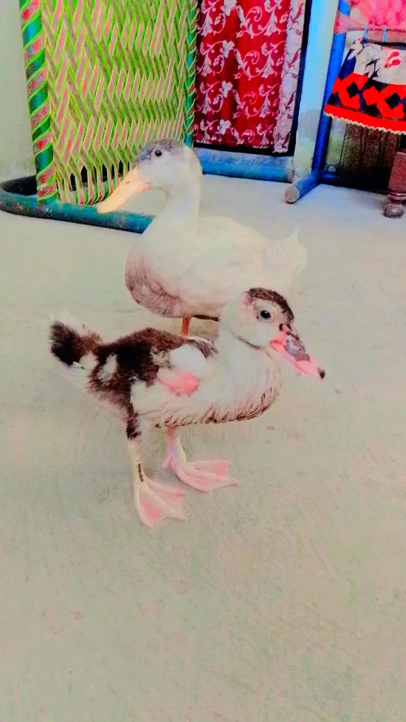 one is a rassion and one sadi — photo 2