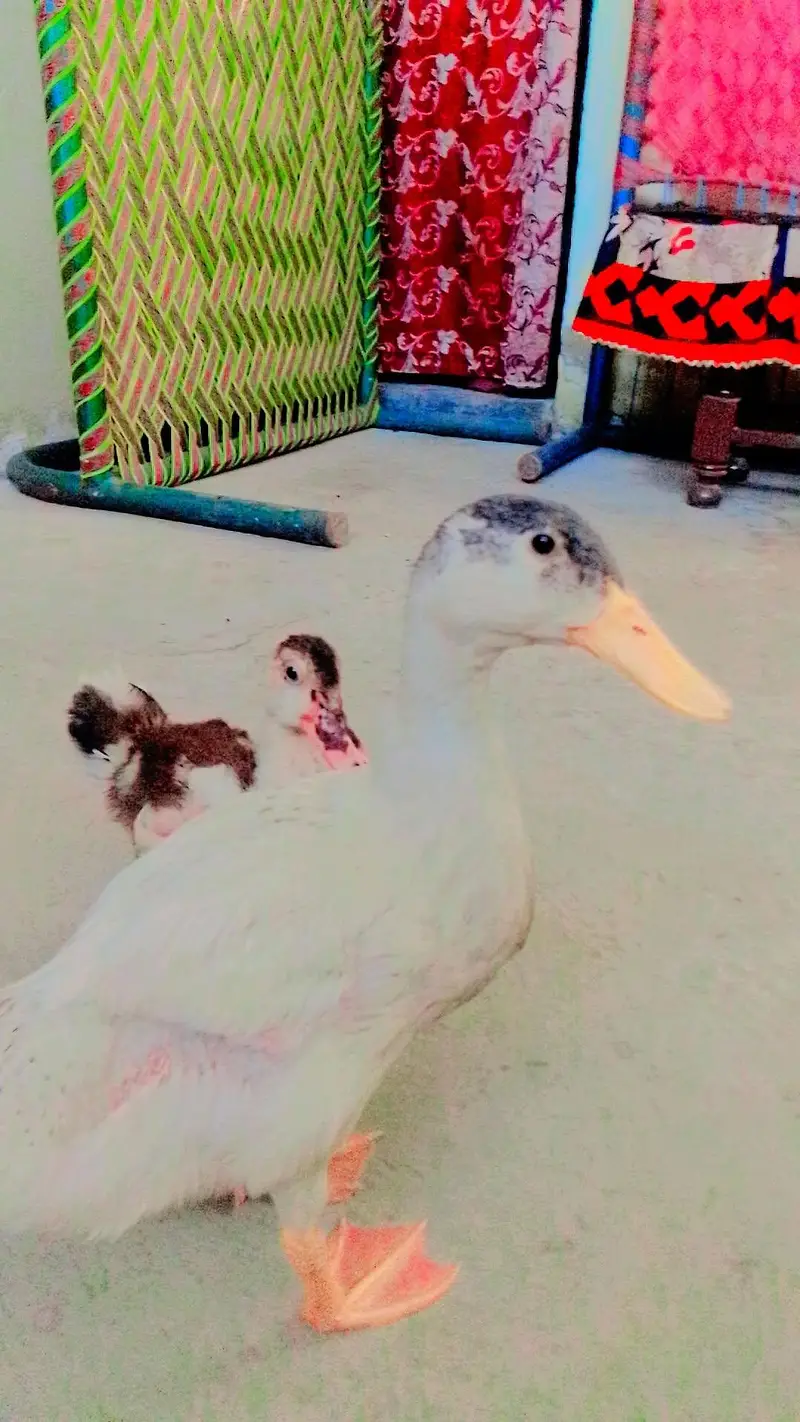 one is a rassion and one sadi — photo 3