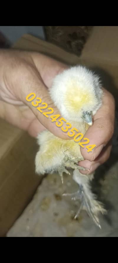Silky , Silkie Fertile Eggs