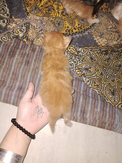 1 cat price 7500