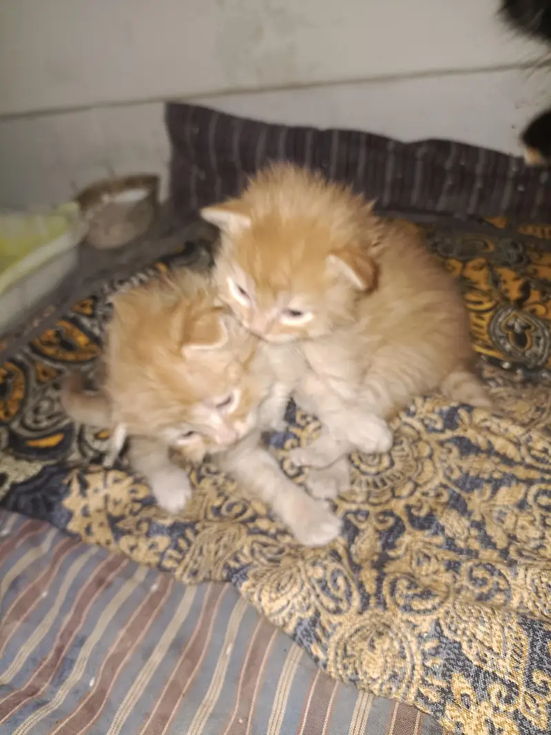 1 cat price 7500 — photo 2
