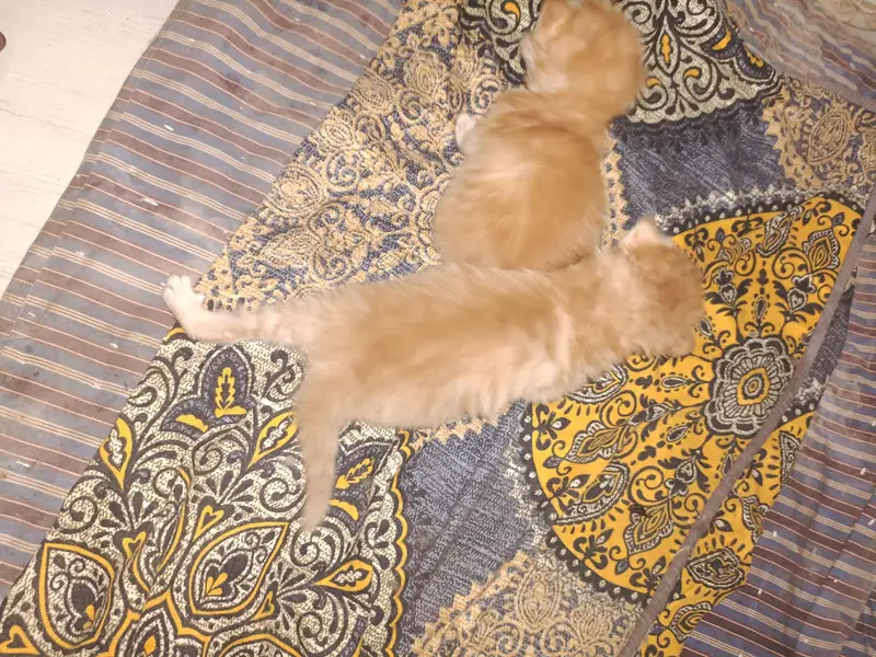 1 cat price 7500 — photo 3