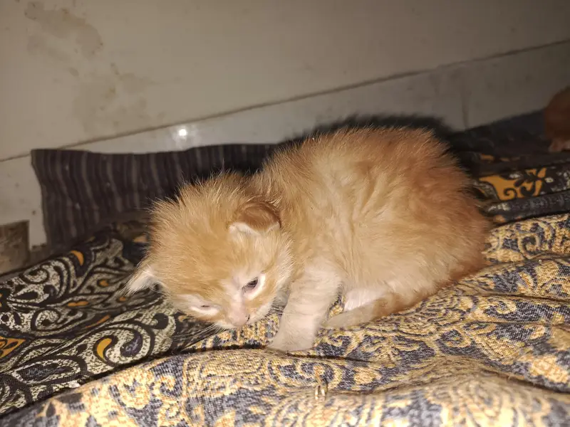 1 cat price 7500 — photo 4
