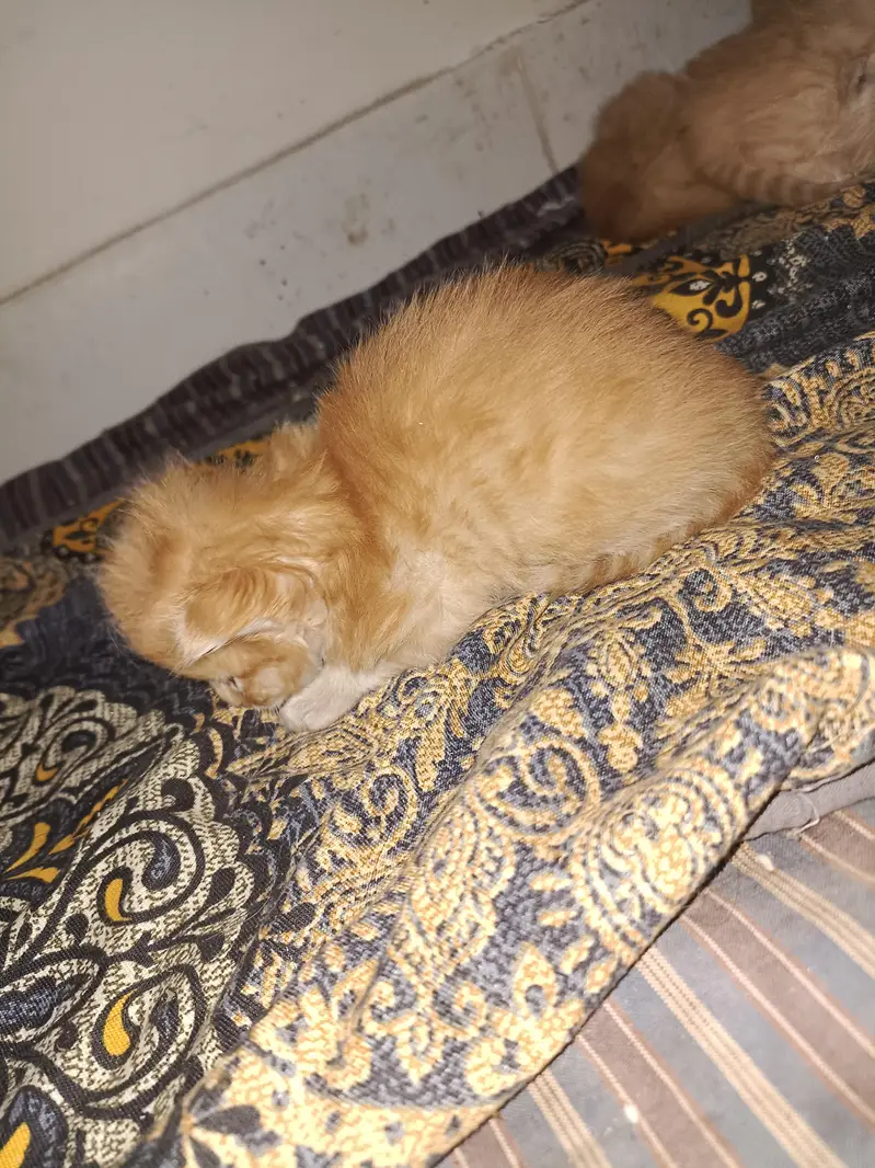 1 cat price 7500 — photo 6